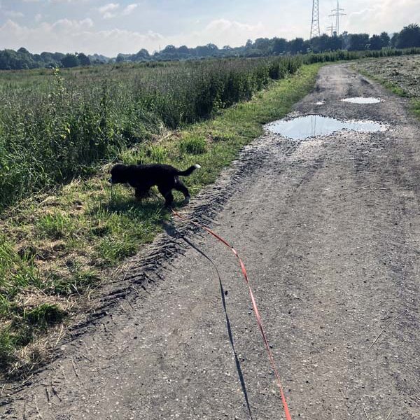 Das erste Mal an der Schleppleine.