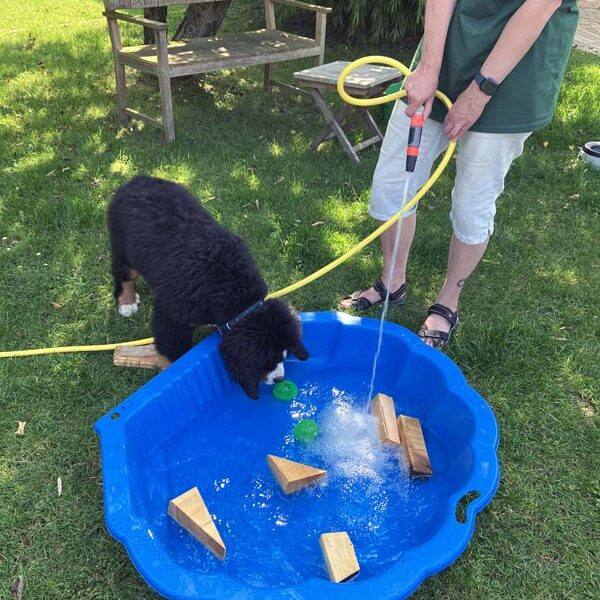 Meine Menschen haben mir einen Pool spendiert. Es soll ja heiß werden...