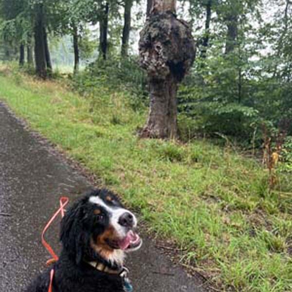 Cheffe, was hat denn der Baum?