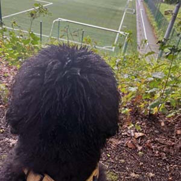 Fussballtraining schauen mit Cheffe.