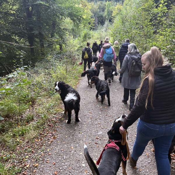 Berners auf der Wanderschaft. Da macht riesig Spaß...