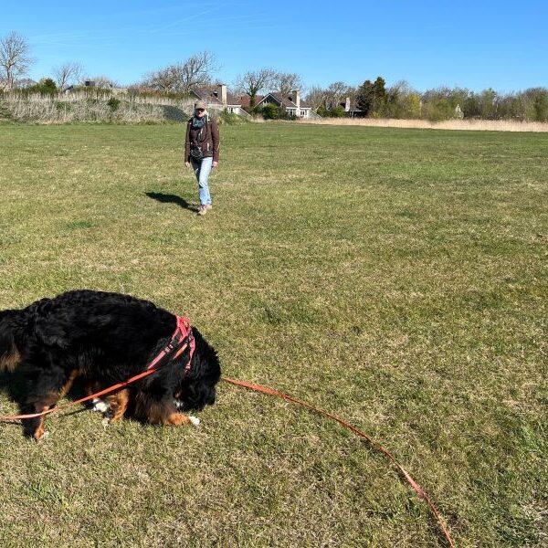 In Holland gibt es so leckere Wiesen...