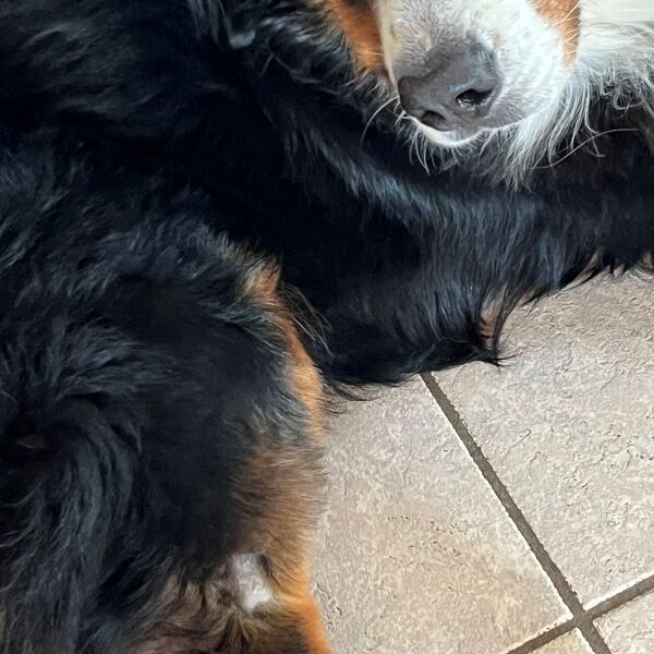 Hier fehlt mir ein Stück Fell. Hat aber nicht weh getan.