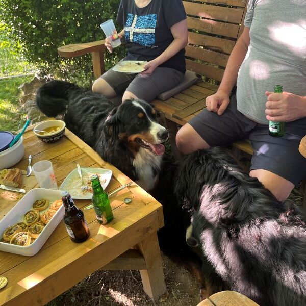 Drei Berner auf einem Haufen.