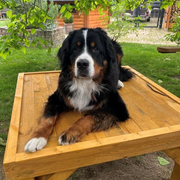 Mein neuer Tisch. Endlich mal was passendes.