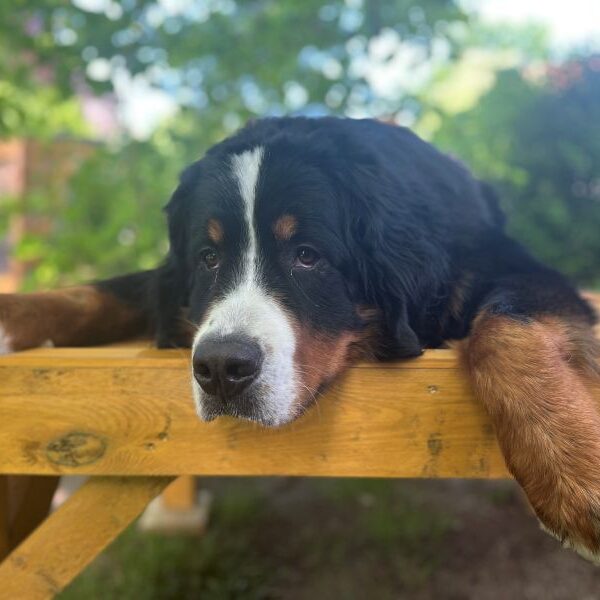 Boring - es ist soo langweilig...