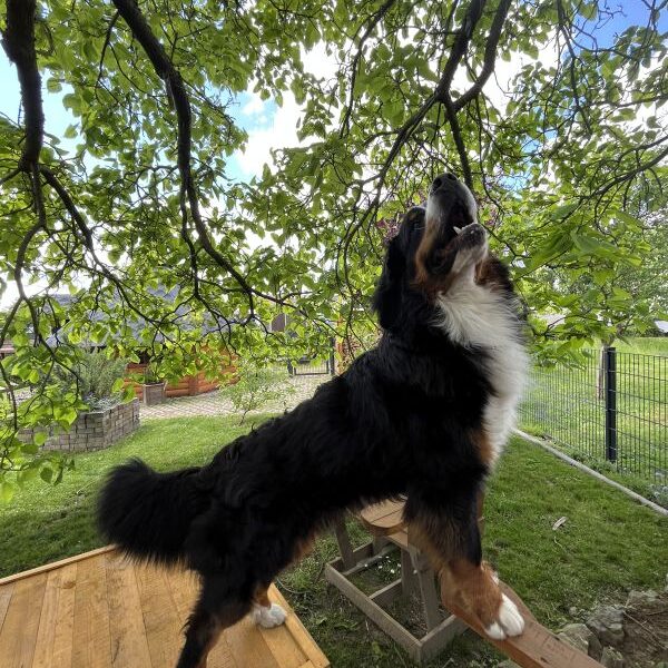 Vögel im Baum? Kein Problem. Ich bin die Katze aus Südwestfalen...