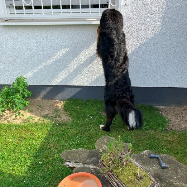 Fensterln. Ich üb schon mal für einen heimlichen Besuch bei Gretel...