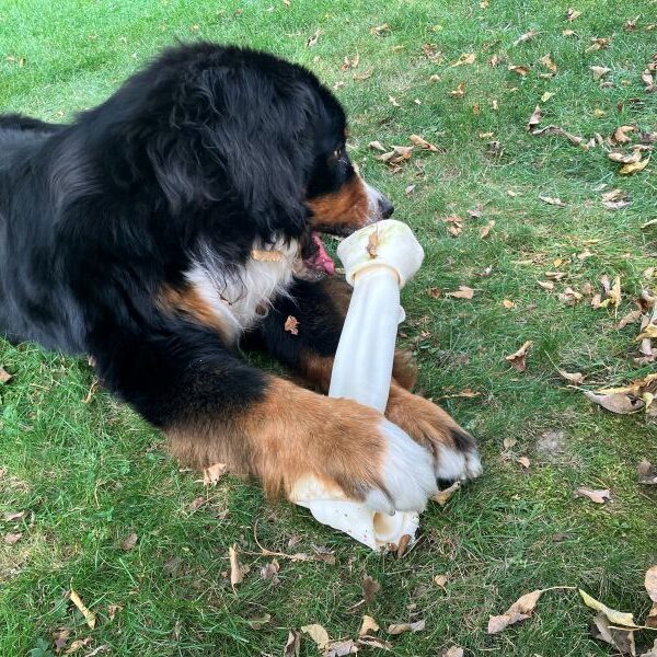 Ein Superknochen von Mario und Simone.