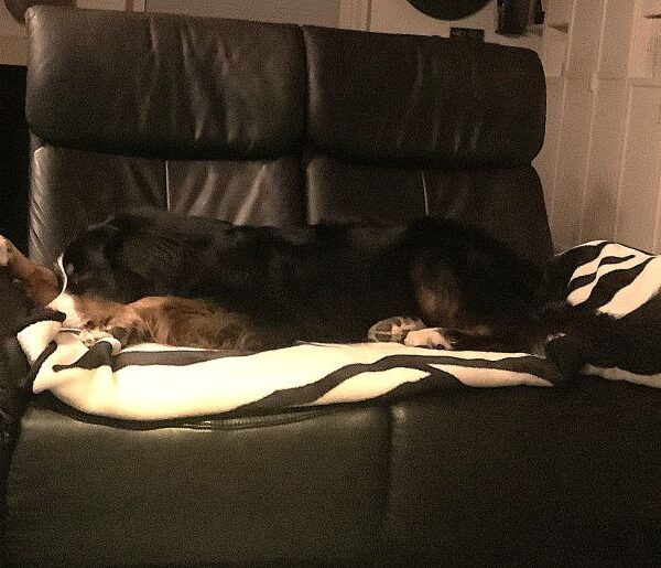 Mein erobertes Sofa...teile ich aber meinstens mit der Chefin.