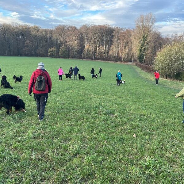 Mit dem Bernerrudel toben.