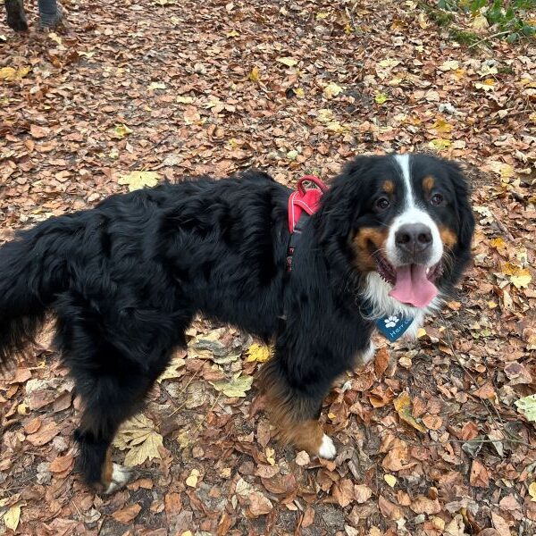 Jau, das sind sie. Ich habe sie wiedererkannt...