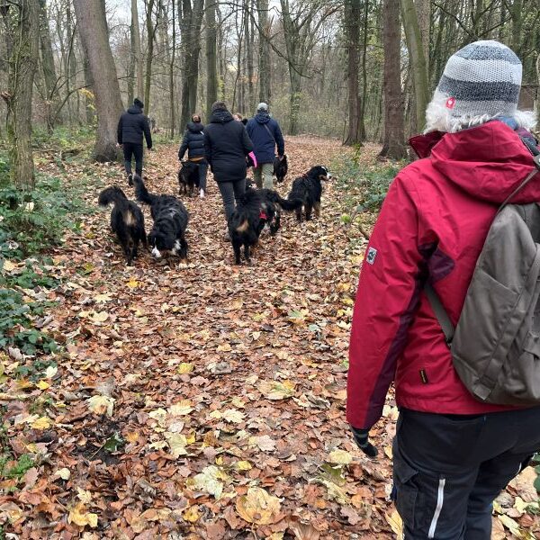 Herrlich, im Herbstwald durch die Blätter zu laufen...